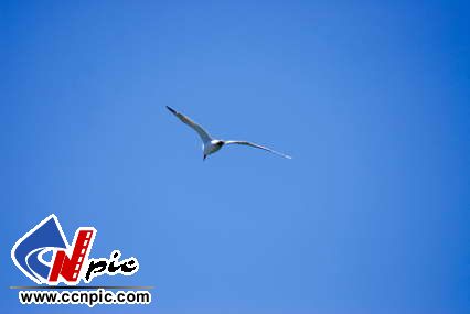 Ÿ Caspian Tern