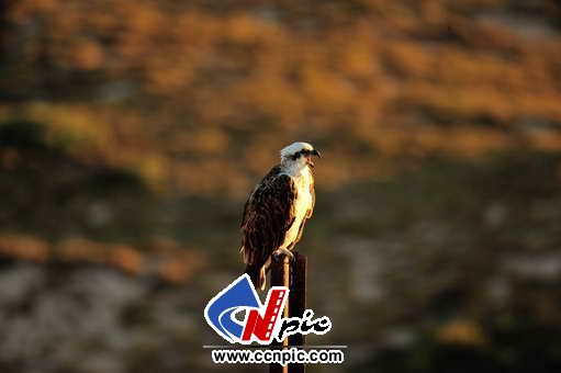 ӥ(eastern osprey)