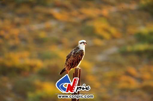 ӥ(eastern osprey)