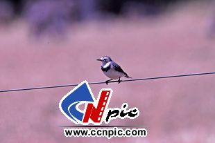 ׶ģ(White-fronted Chat )