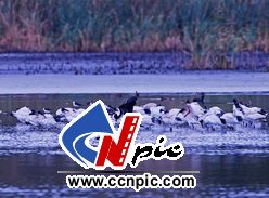 򾱰q(slraw-necked ibis)