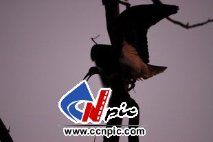 򾱰q(slraw-necked ibis)-չ