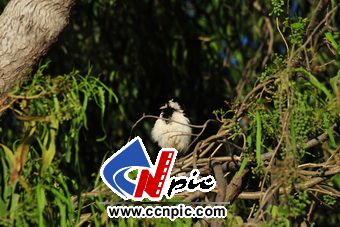 ȵ (Magpie-lark (Grallina cyanoleuca))-