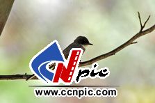 北扇尾�l(Northern Fantail (Rhipidura rufiventris))