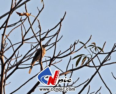 头盔修士鸟(Helmeted Friarbird (Philemon buceroides))