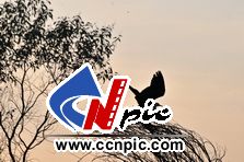 ׾أWhite-necked Heron (Ardea pacifica)