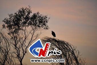 白颈鹭（White-necked Heron (Ardea pacifica)）