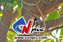 Blue-faced Honeyeater (bluefacehoneyeater)