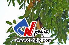 Blue-faced Honeyeater (bluefacehoneyeater)
